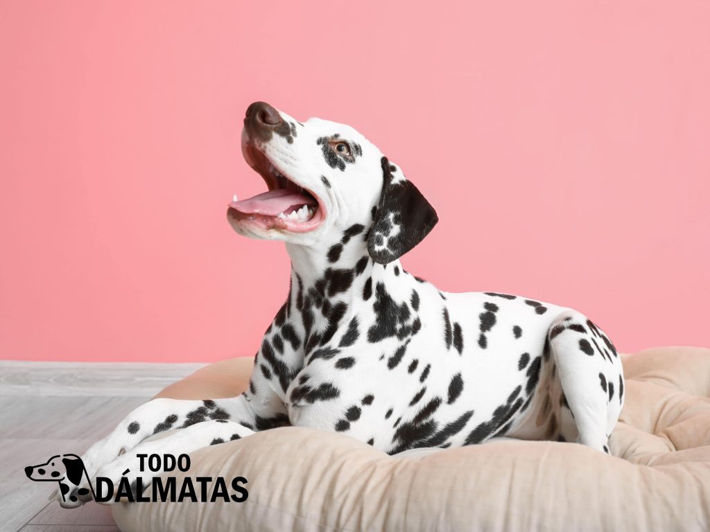 Perro Dálmata Blanco y negro de raza